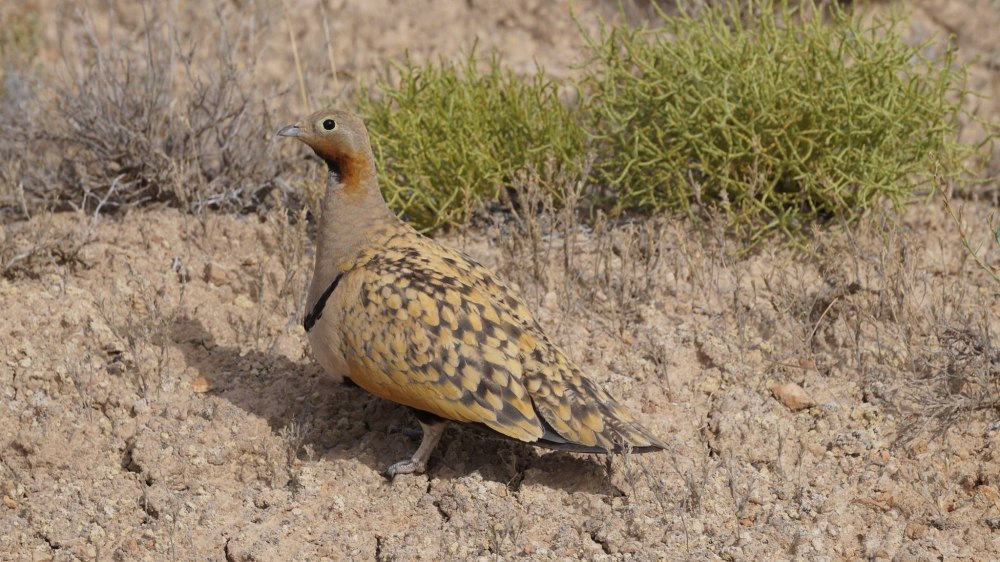 Pterocles orientalis