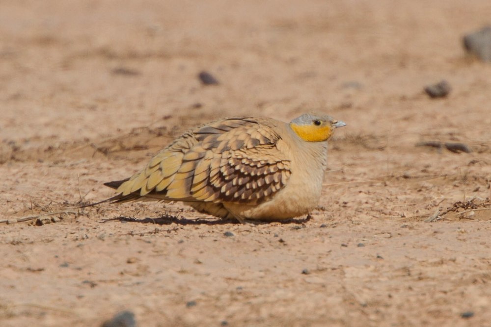 Сенегальский рябок — Pterocles senegallus — קטה סנגלית