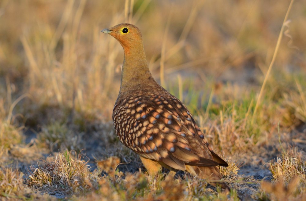 Namaqua Sandgrouse (Pterocles Namaqua).