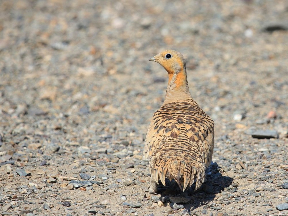 Саджа Syrrhaptes paradoxus