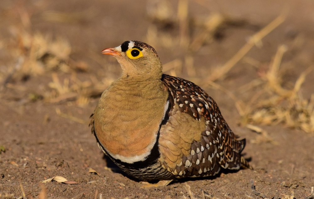 Double Banded Sandgrouse