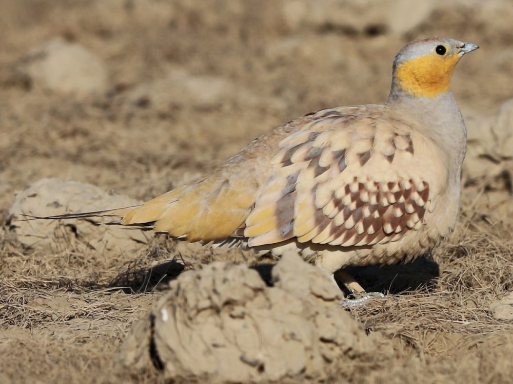 Сенегальский рябок — Pterocles senegallus — קטה סנגלית