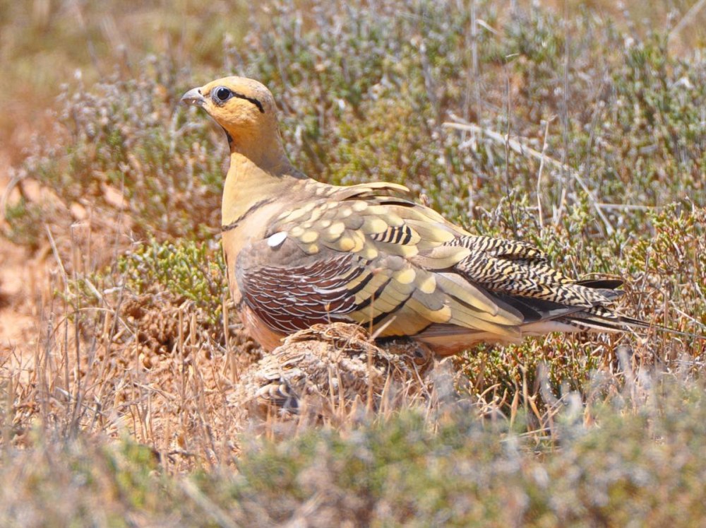 Белобрюхий рябок (Pterocles alchata)
