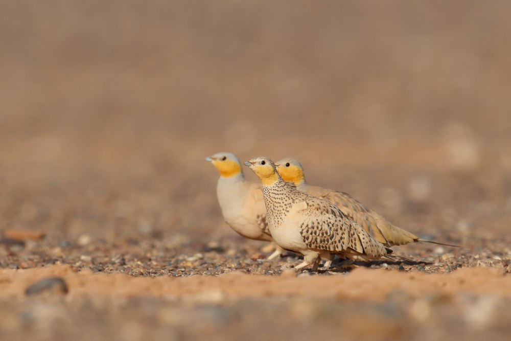 Сенегальский рябок — Pterocles senegallus — קטה סנגלית