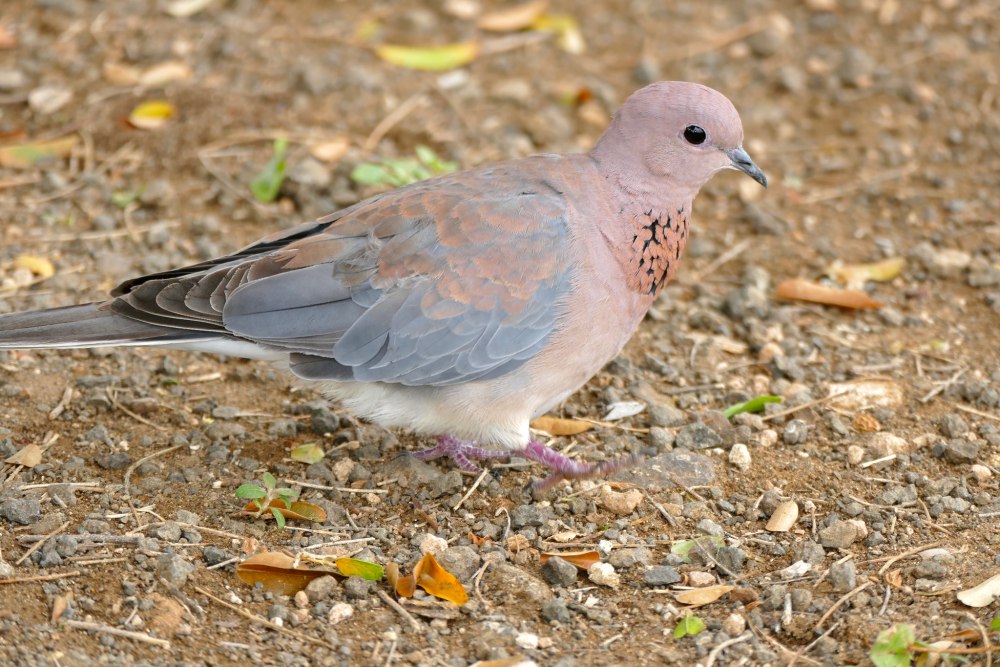 Streptopelia bitorquata