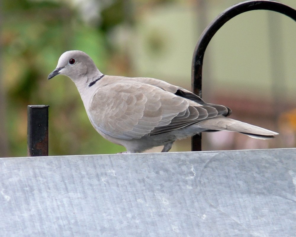 Кольчатая Горлица Streptopelia decaocto