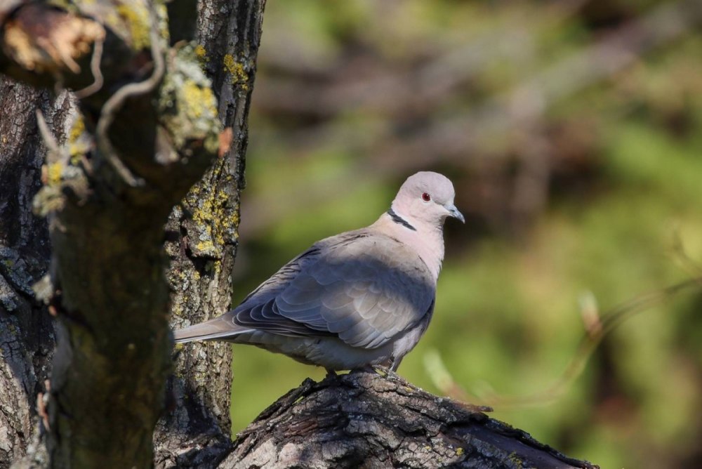 Кольчатая Горлица Streptopelia decaocto