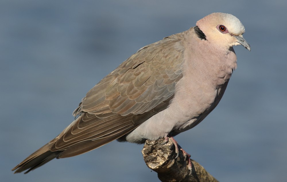 Streptopelia tranquebarica