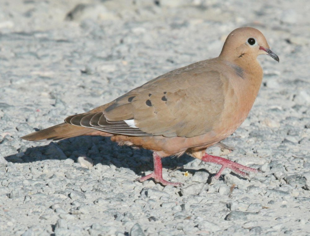 Zenaida dove