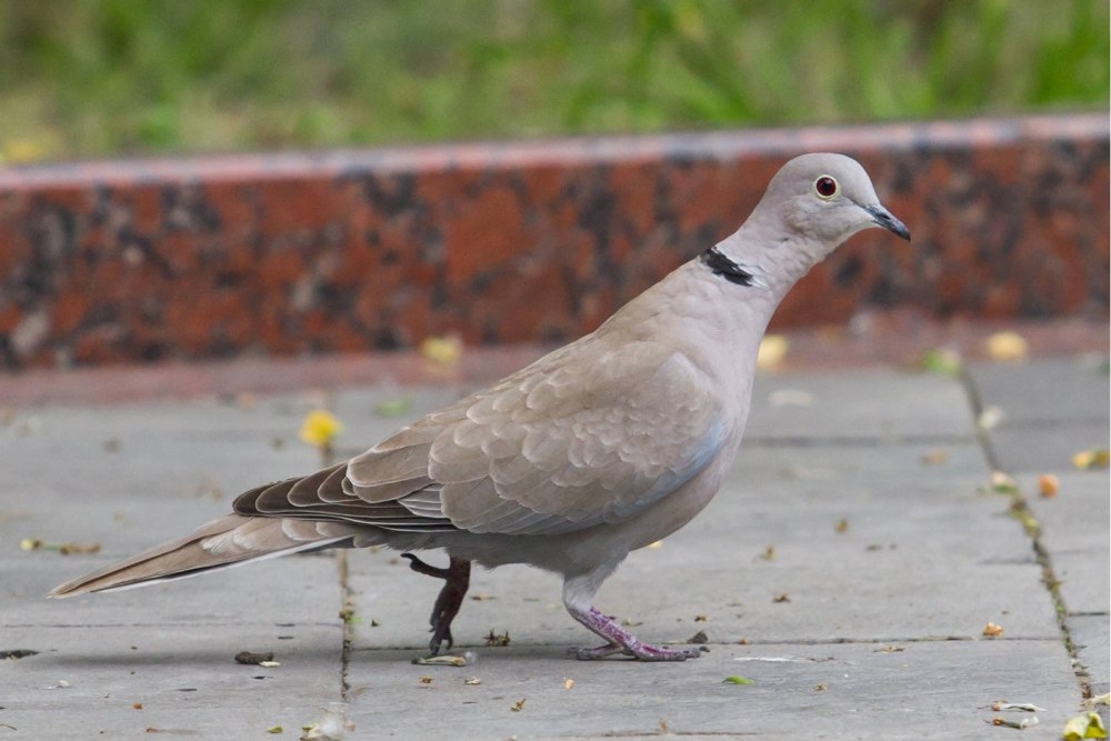Streptopelia decaocto