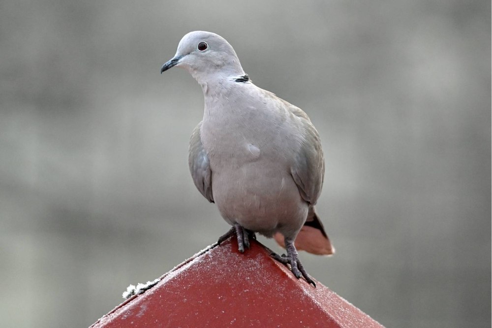 Кольчатая Горлица Streptopelia decaocto
