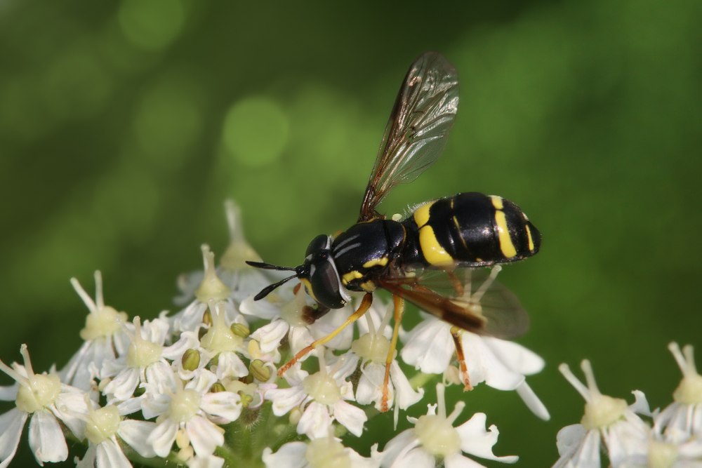 Chrysotoxum bicinctum