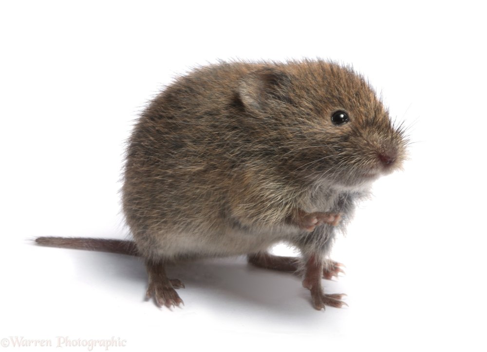 Microtus Agrestis