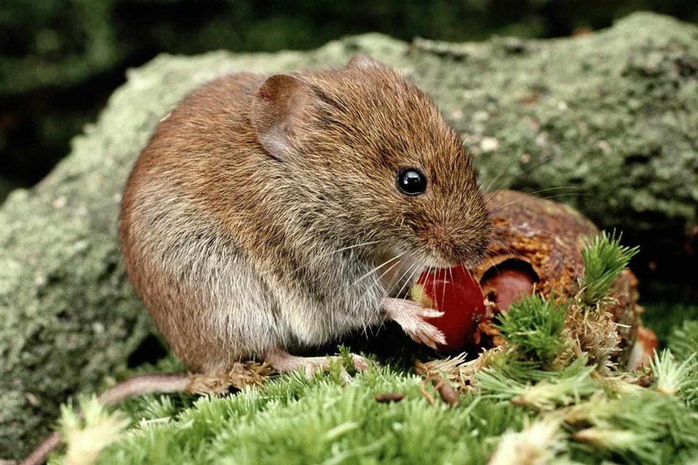Rodent Family