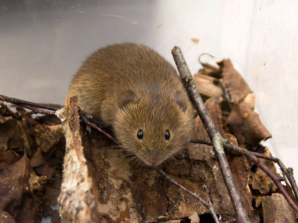 Обыкновенная полевка Microtus arvalis