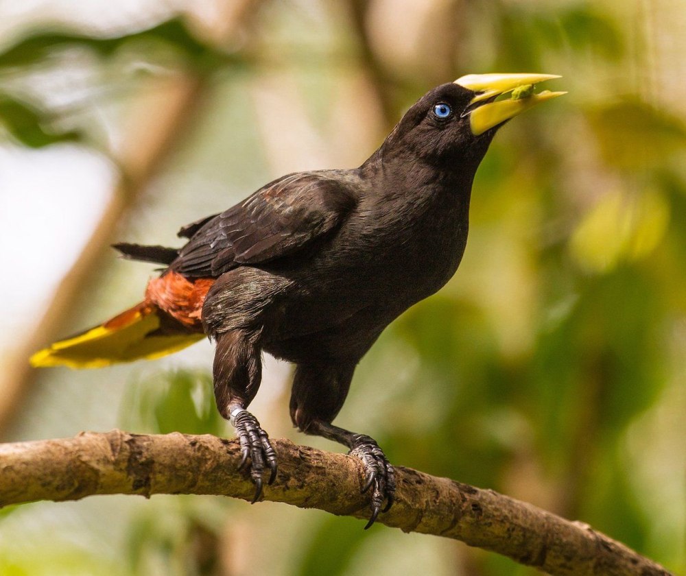 Crested Oropendola