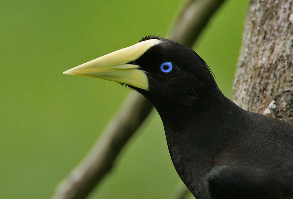 Crested Oropendola