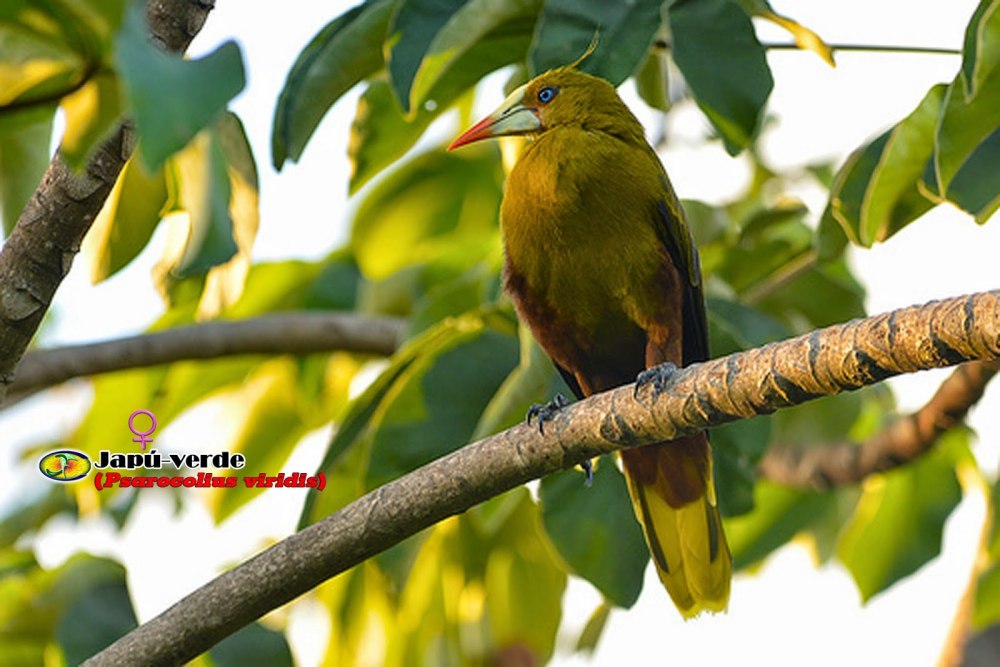 Зеленая оропендола Psarocolius viridis