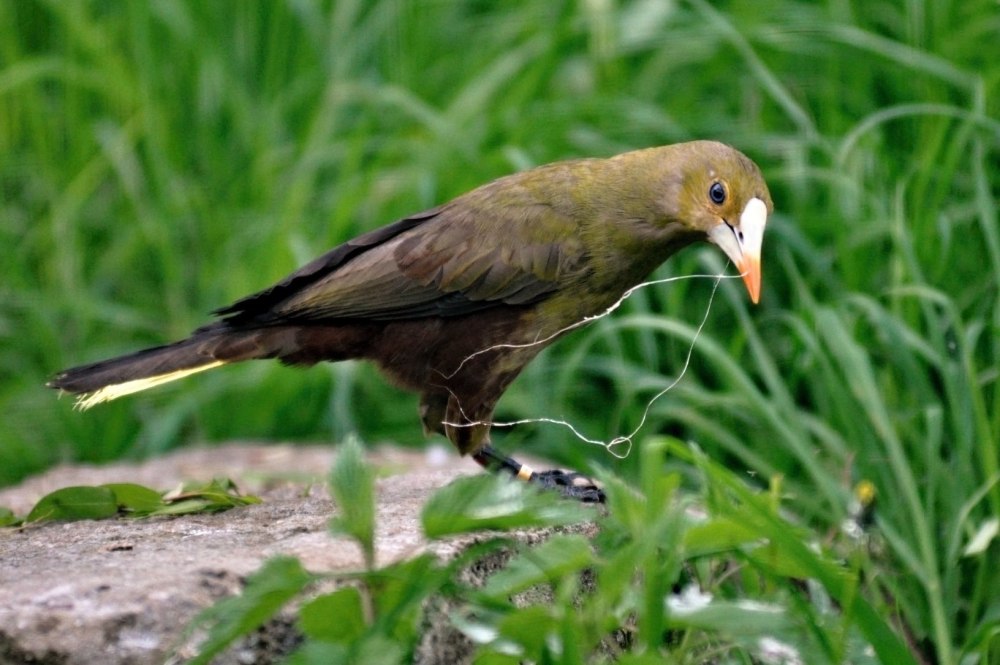 Amblyornis macgregoriae
