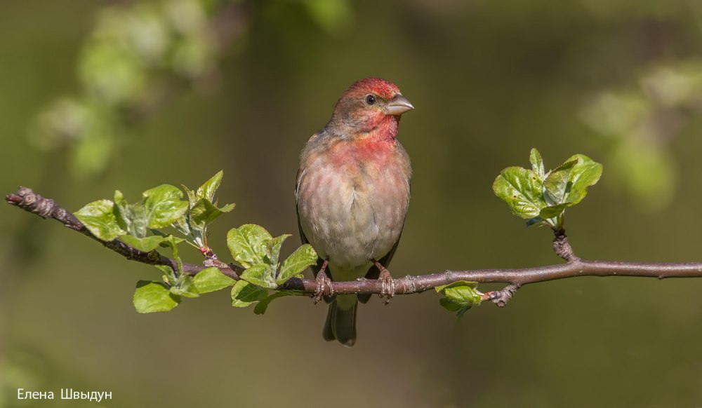 Rosefinch птица розовая