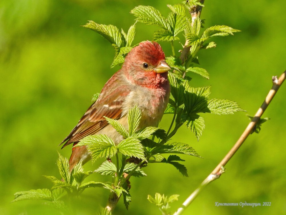 Birds of Russia