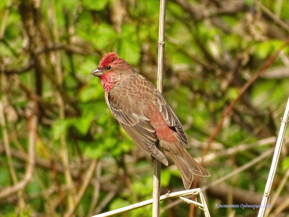 Carpodacus erythrinus без лицензии