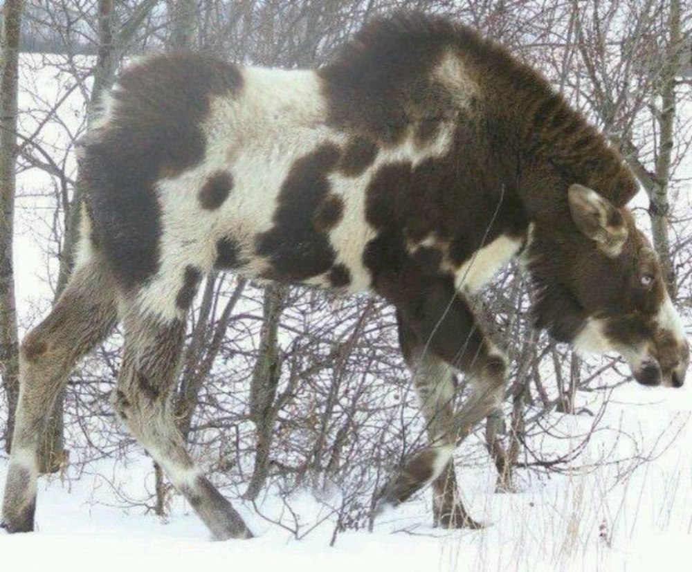 Пегий Лось