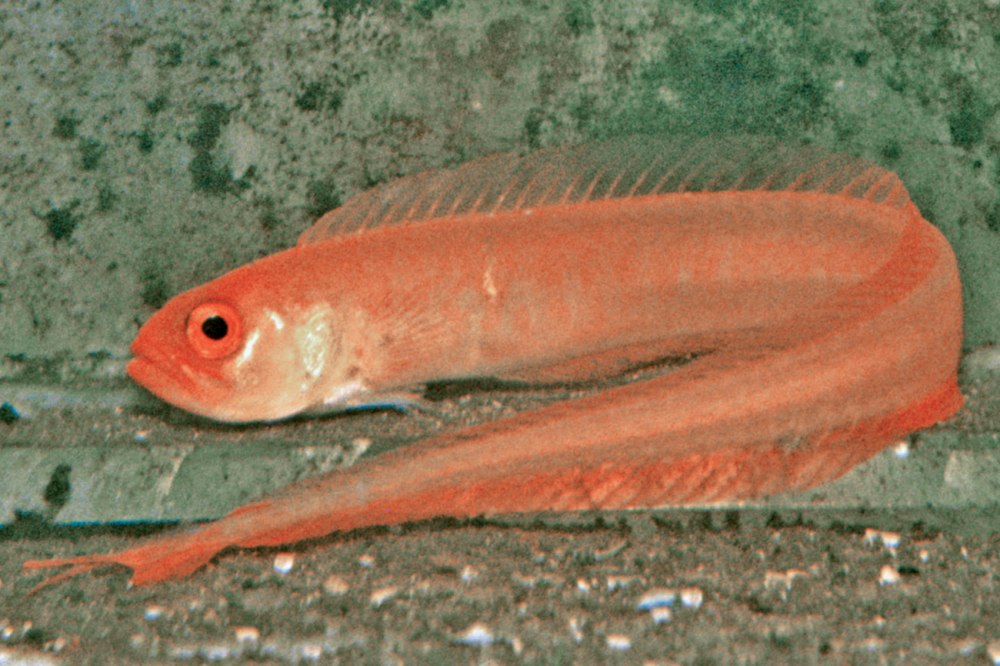 Cepola macrophthalma