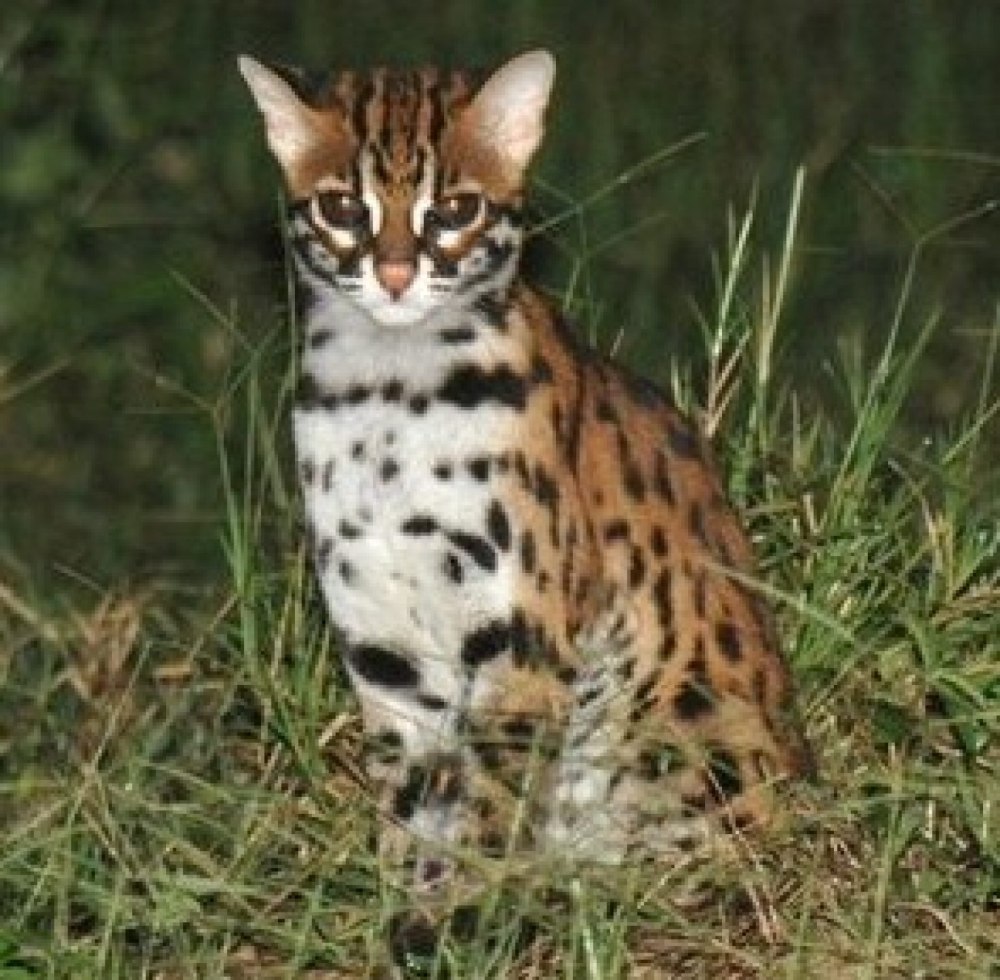 Лесная Бенгальская кошка