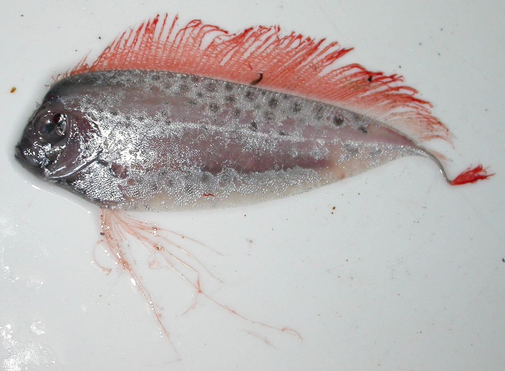 Trachipterus arcticus