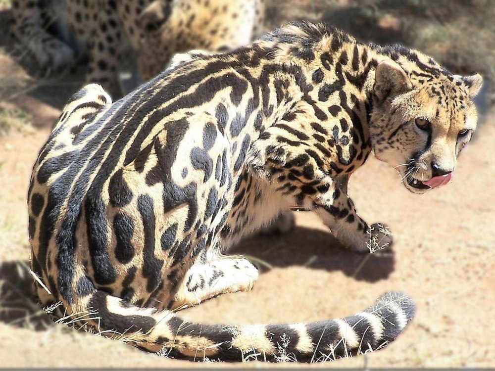 Королевский леопард
