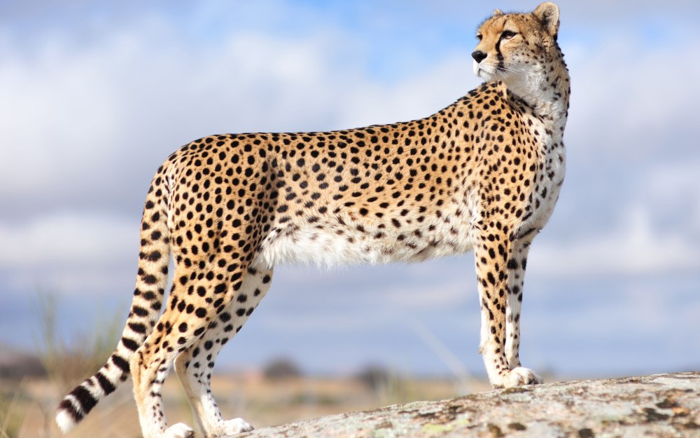 Cheetah (гепард)