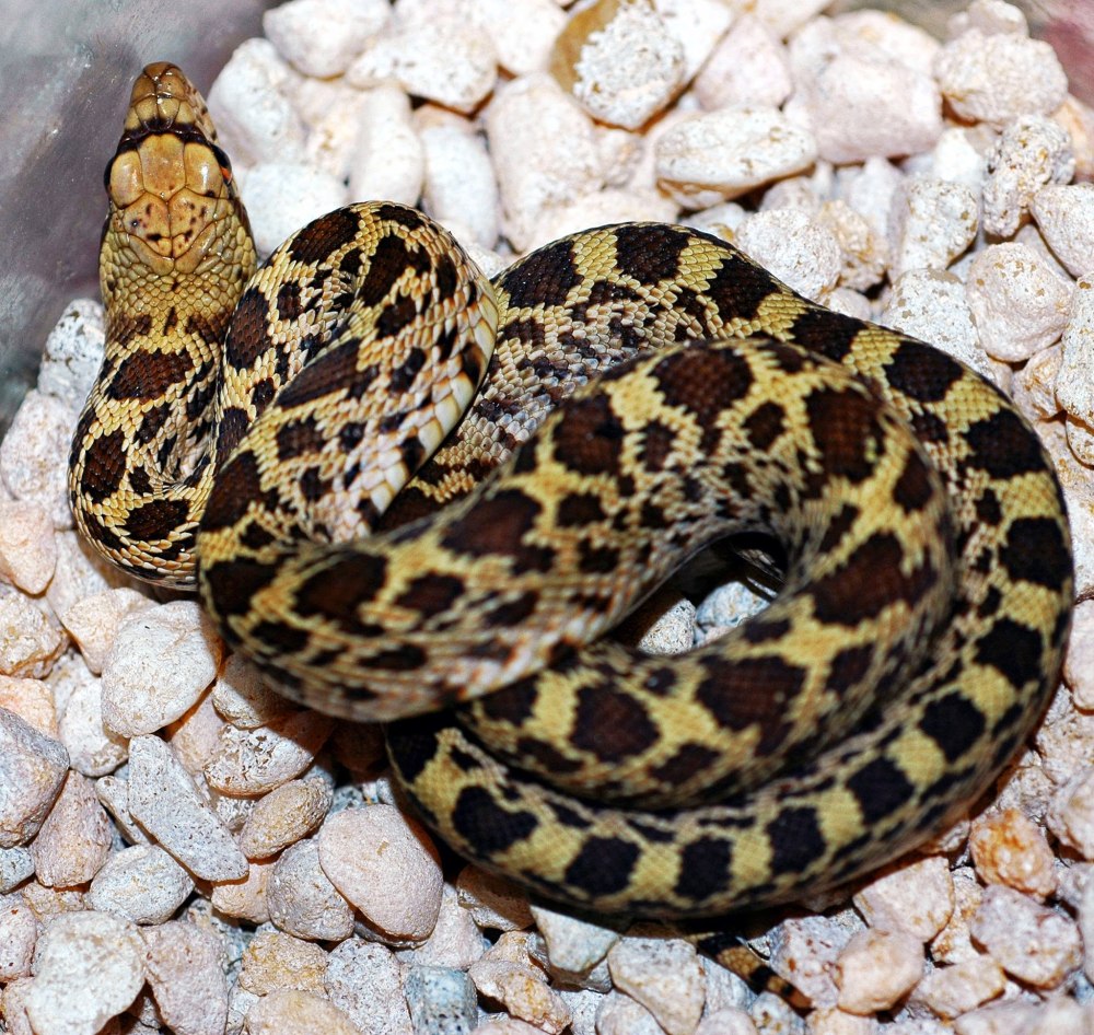 Pituophis catenifer affinis