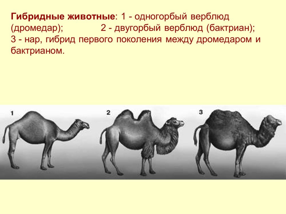 Гибрид бактриана и дромадера