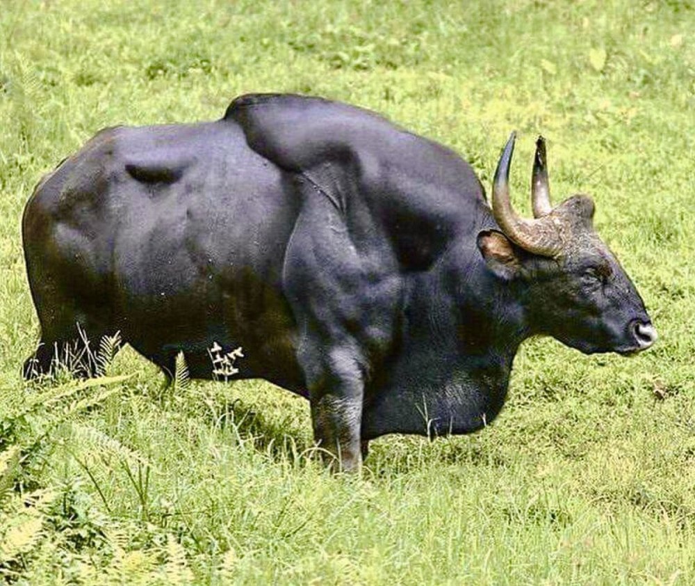 Гаур гаял