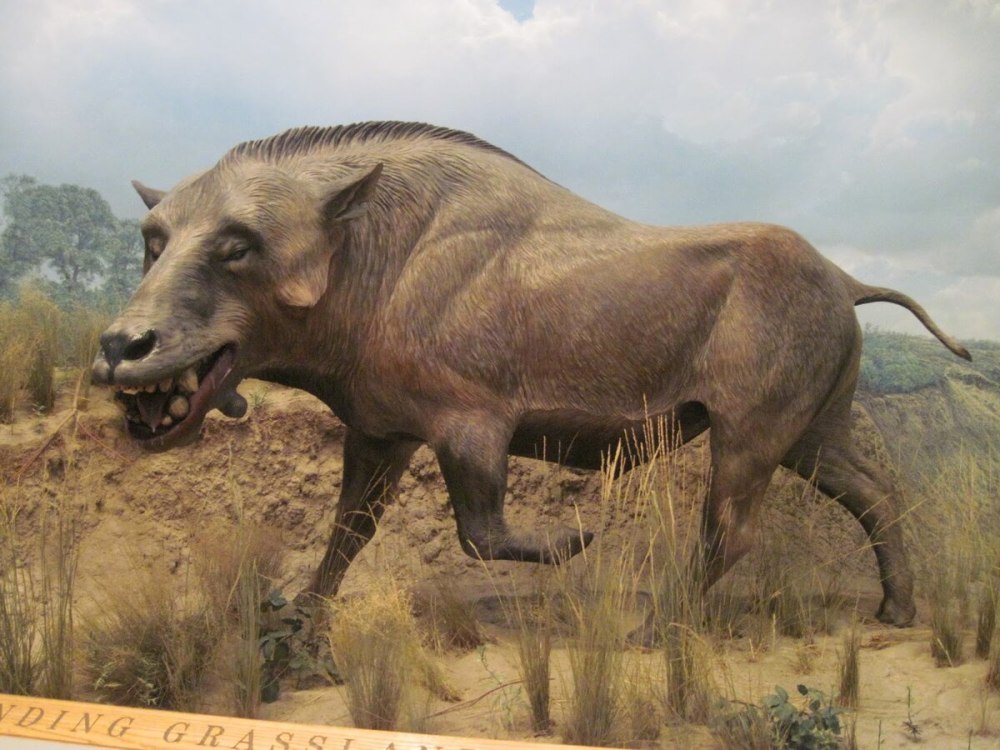 Энтелодон (Entelodon