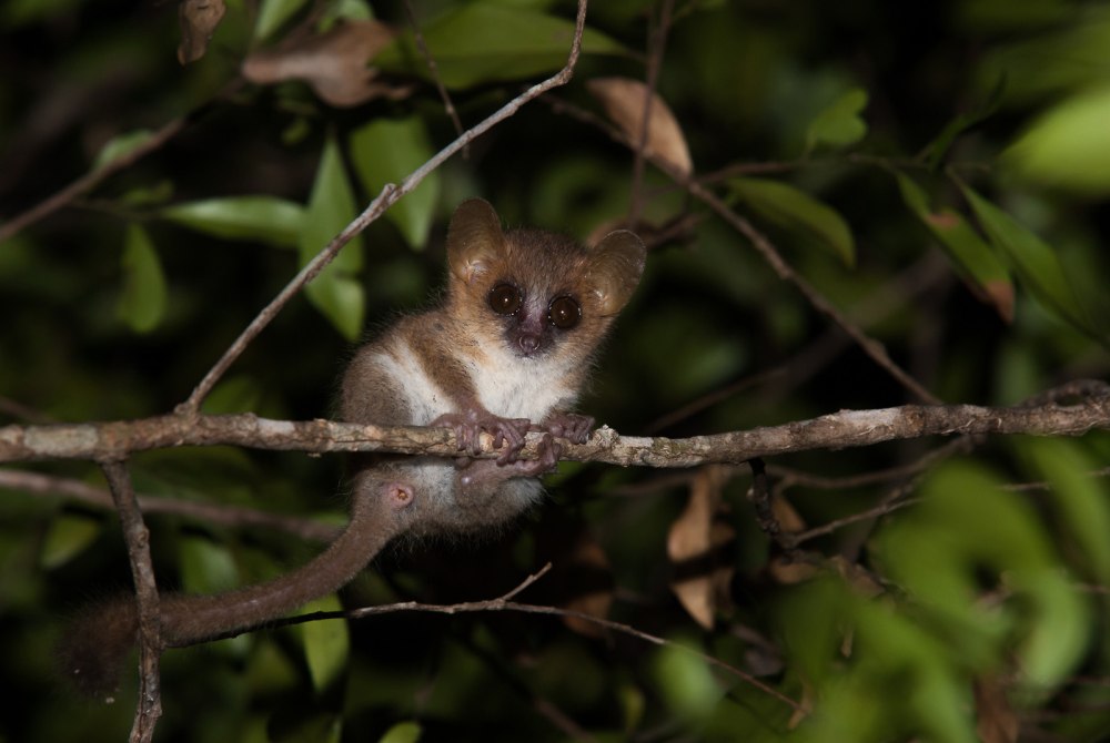 Карликовые лемуры Cheirogaleidae