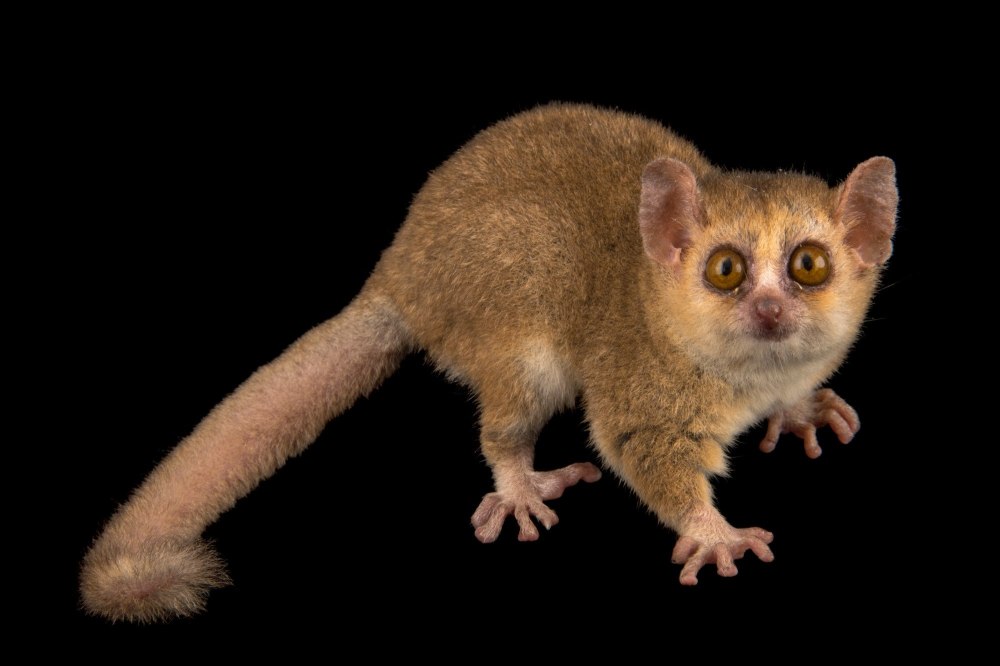 Microcebus murinus
