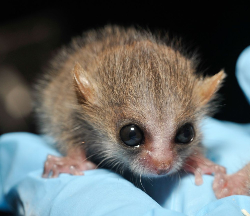 Мышиный лемур (Microcebus berthae)
