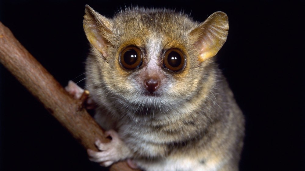 Microcebus murinus