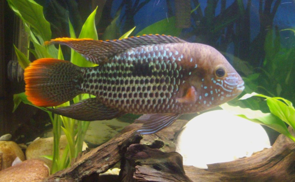 Malagasy Cichlid