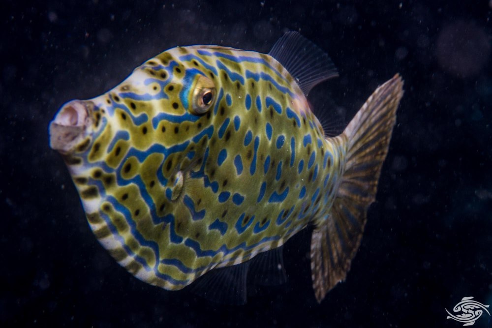 Рыба Aluterus Scriptus