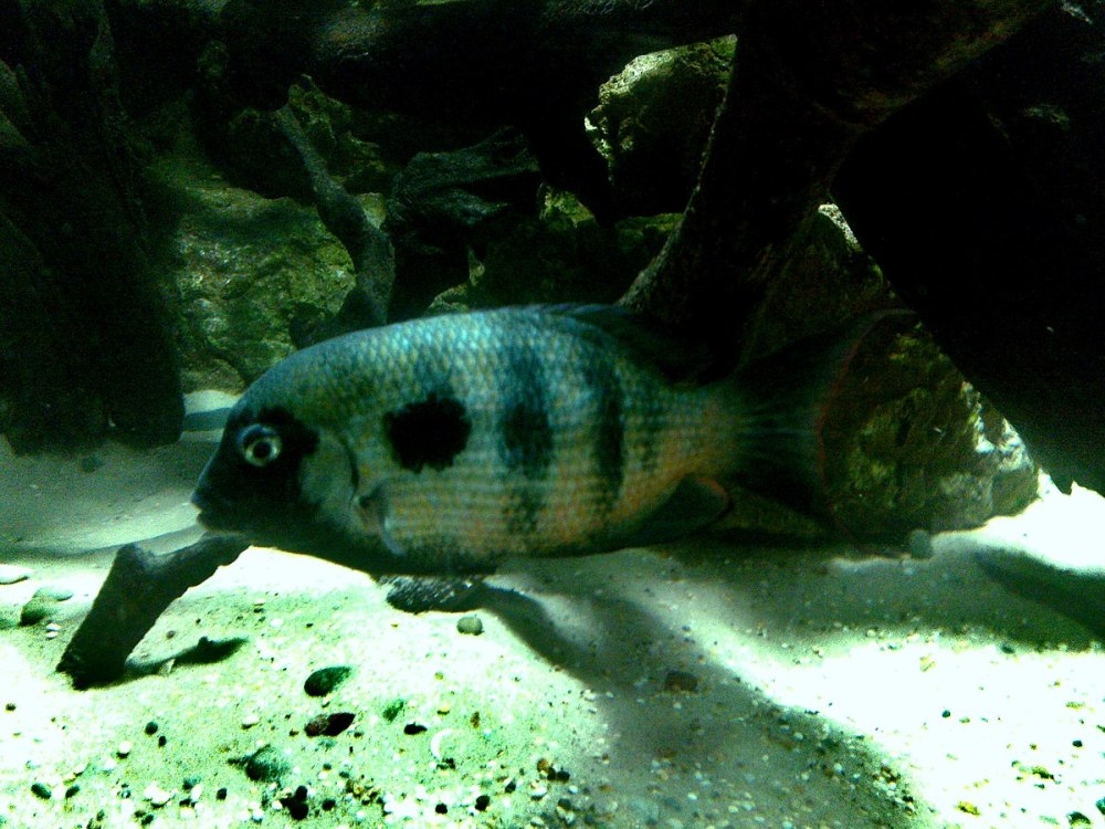 Pseudetroplus maculatus