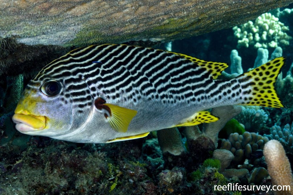 Plectorhinchus lineatus