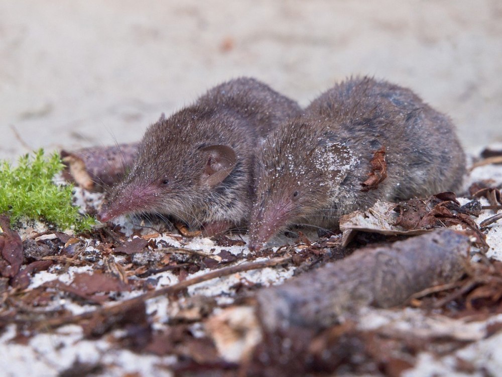 Crocidura Russula