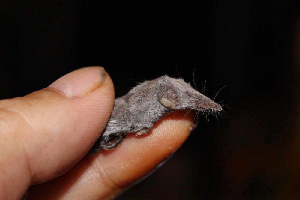 Suncus Etruscus