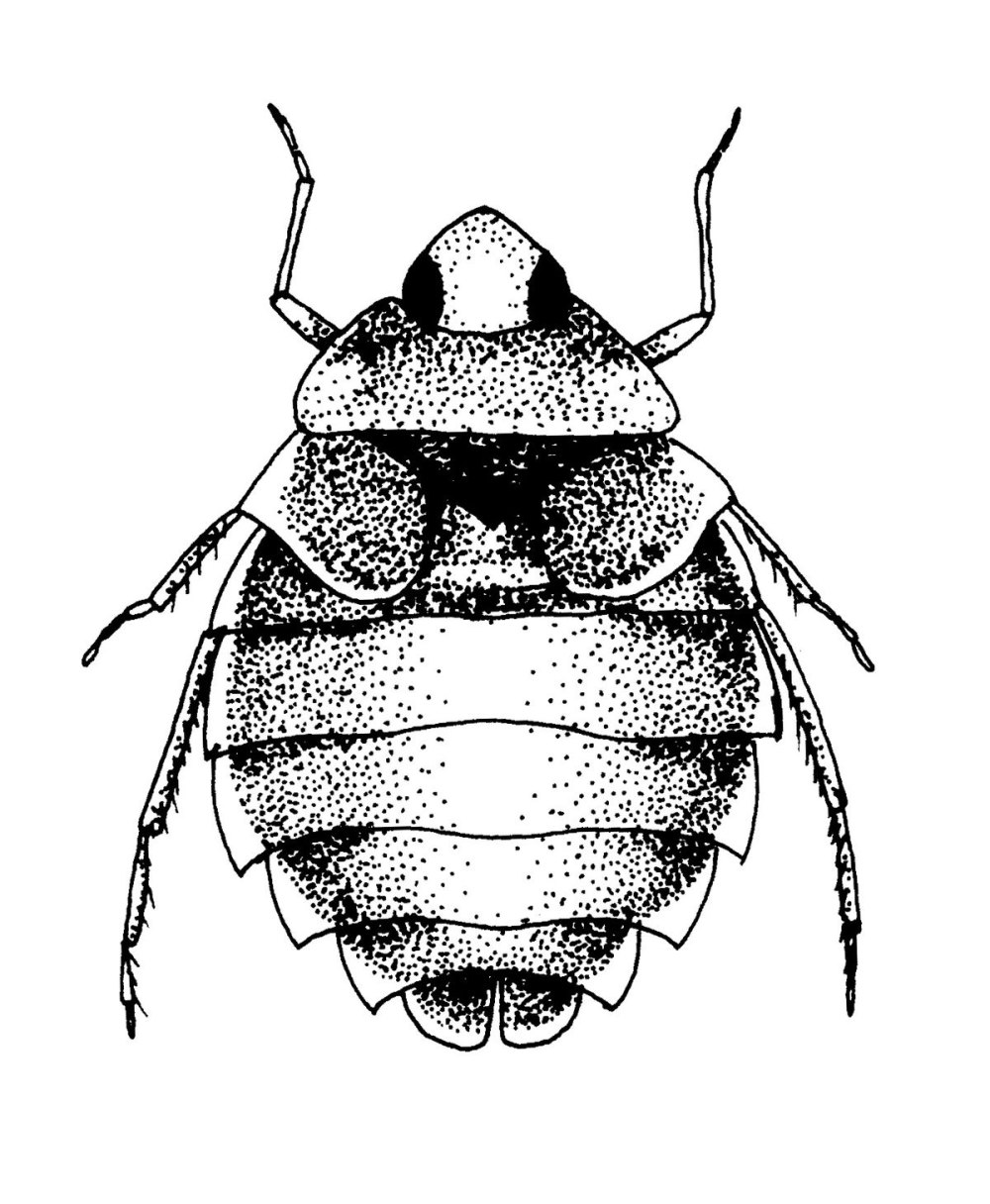 Aphelocheirus aestivalis (Fabricius, 1794) – Плавт летний