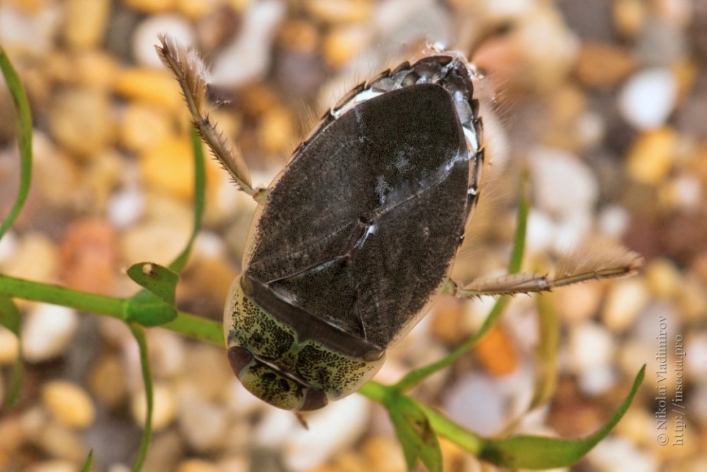 Плавт обыкновенный Naucoris cimicoides