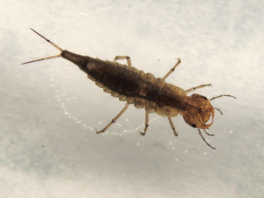 Dytiscus личинка