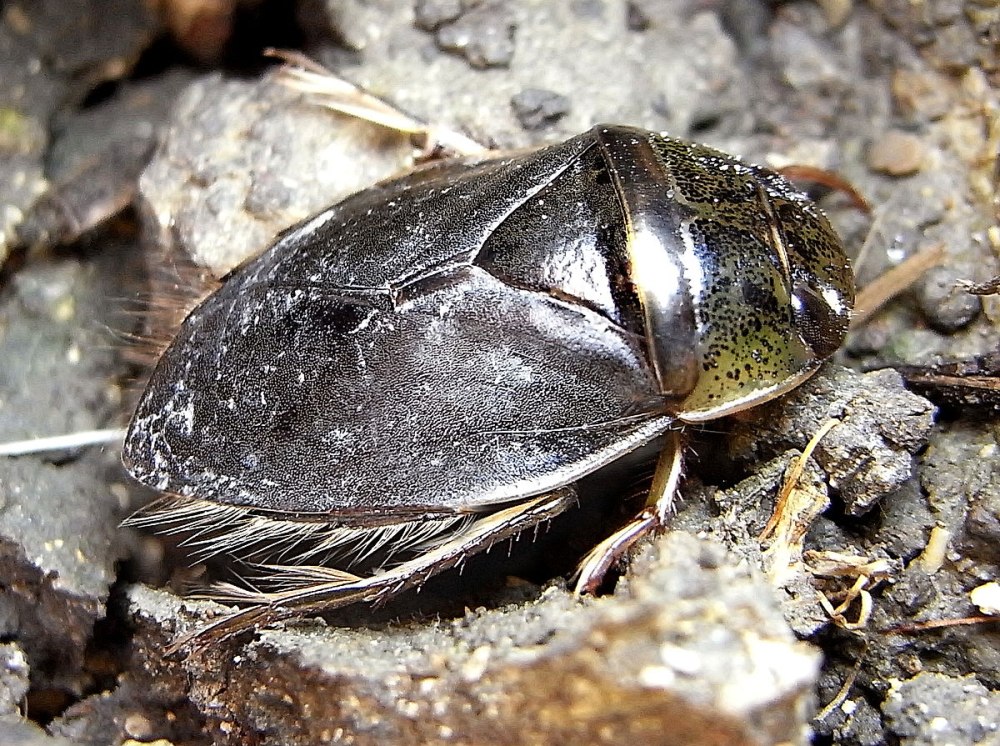 Плавт Ilyocoris cimicoides